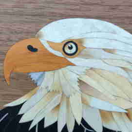 bald eagle