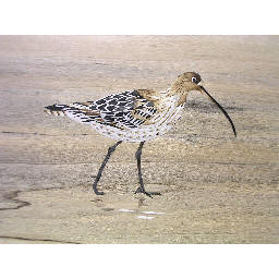 curlew inlay